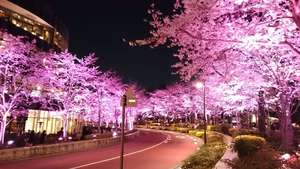 六本木の桜！のブログ画像