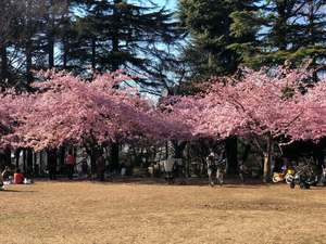 林試の森公園の河津桜と野生のインコたちのブログ画像