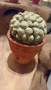 いまさらながらサボテンと多肉植物にハマるワタシのブログ画像