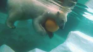 泳ぐシロクマくんのブログ画像